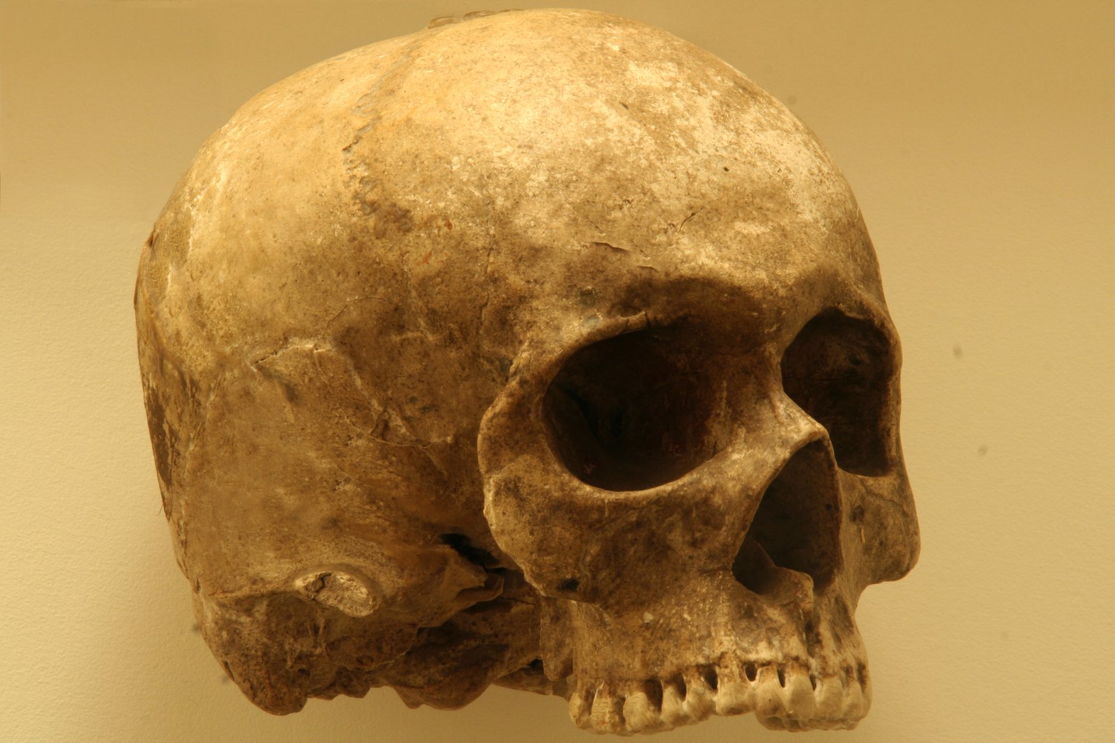 a human skull mounted on display in a museum