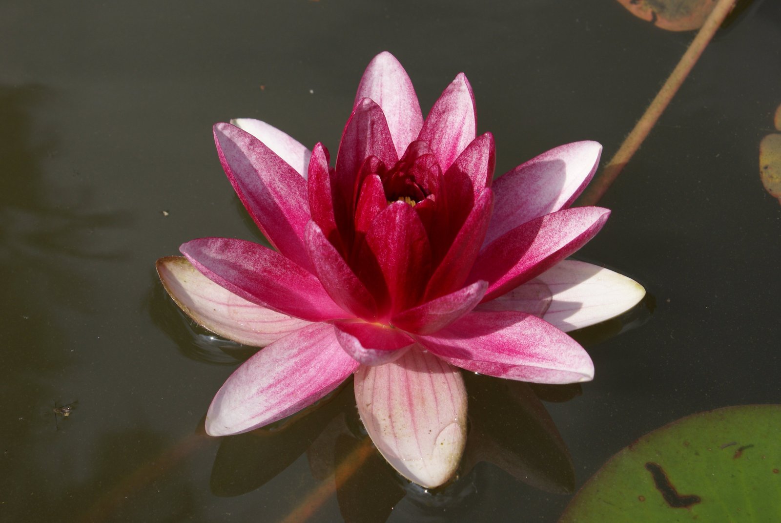 a flower floating in a pond with water lilies