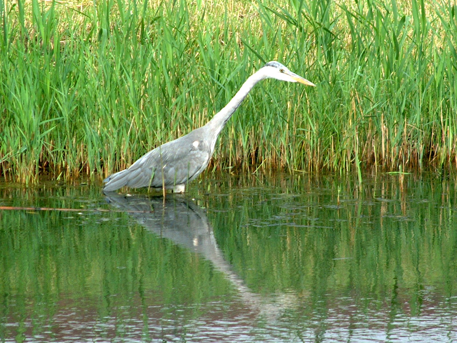 a grey and white bird standing in the water near tall grass