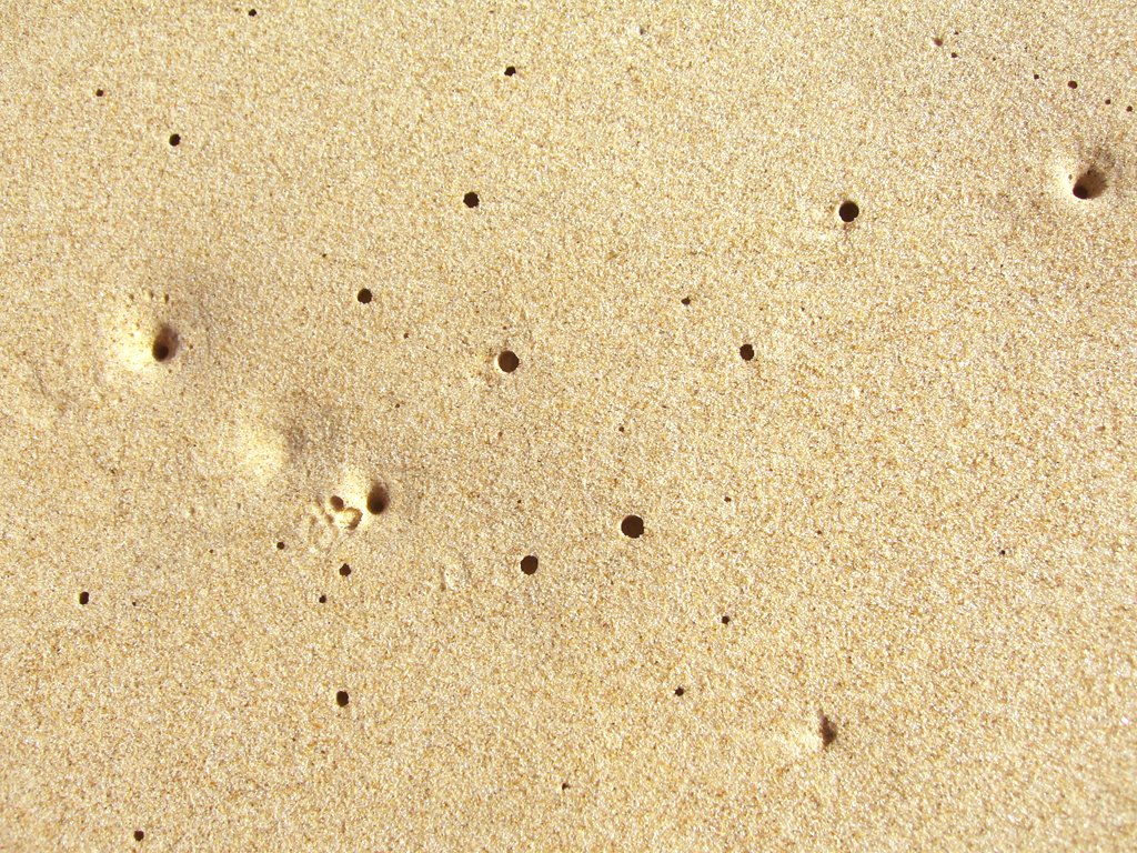 sand with a small animal's footprints in it