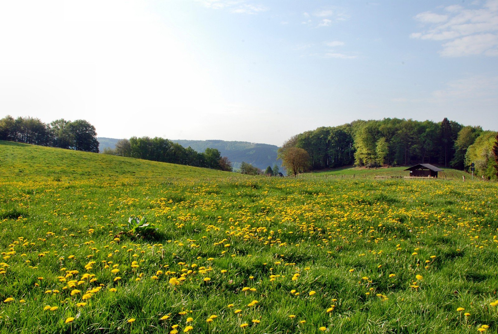 a field with flowers in the middle and a farm in the background