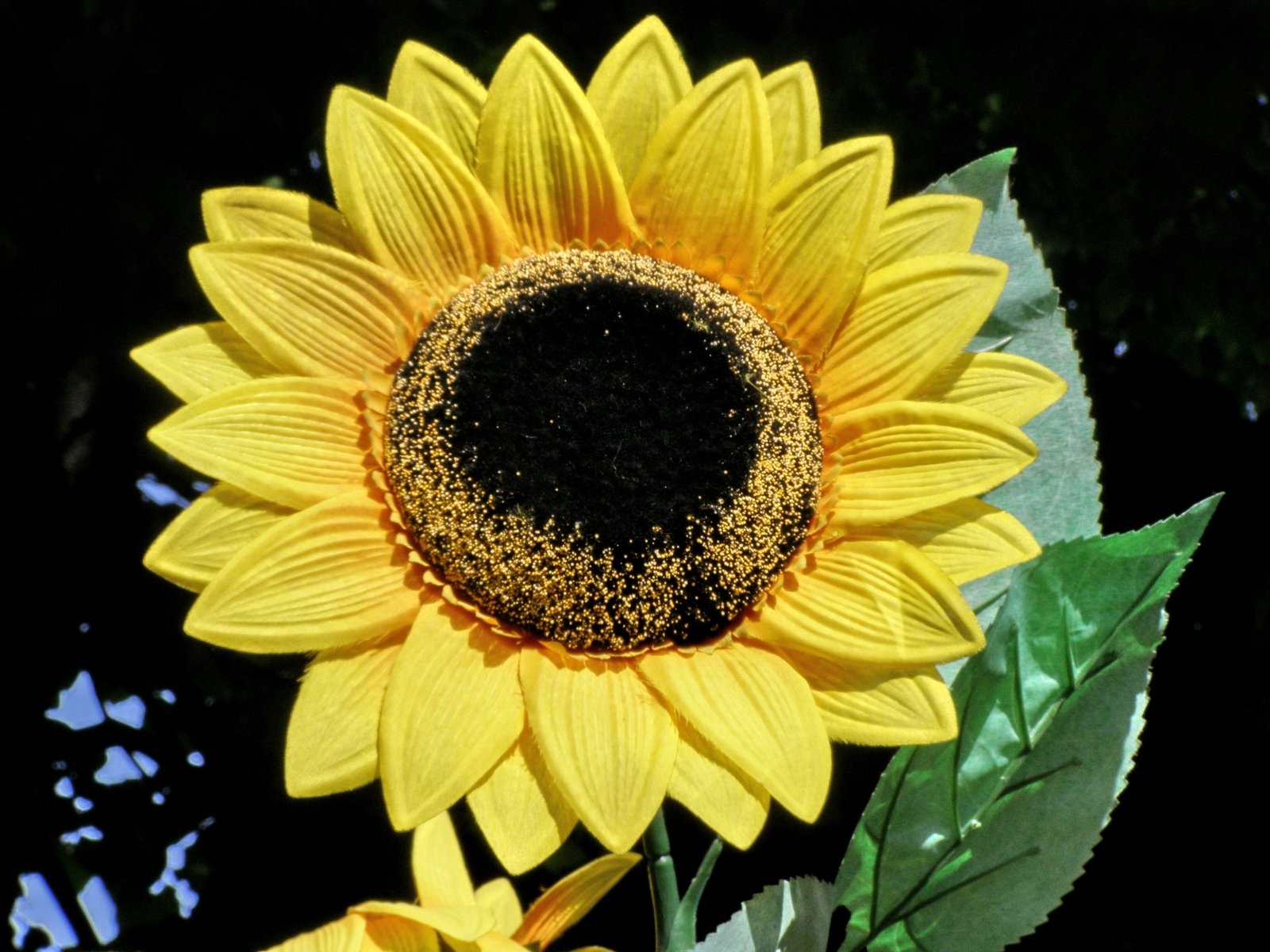 a yellow and black flower is surrounded by green leaves
