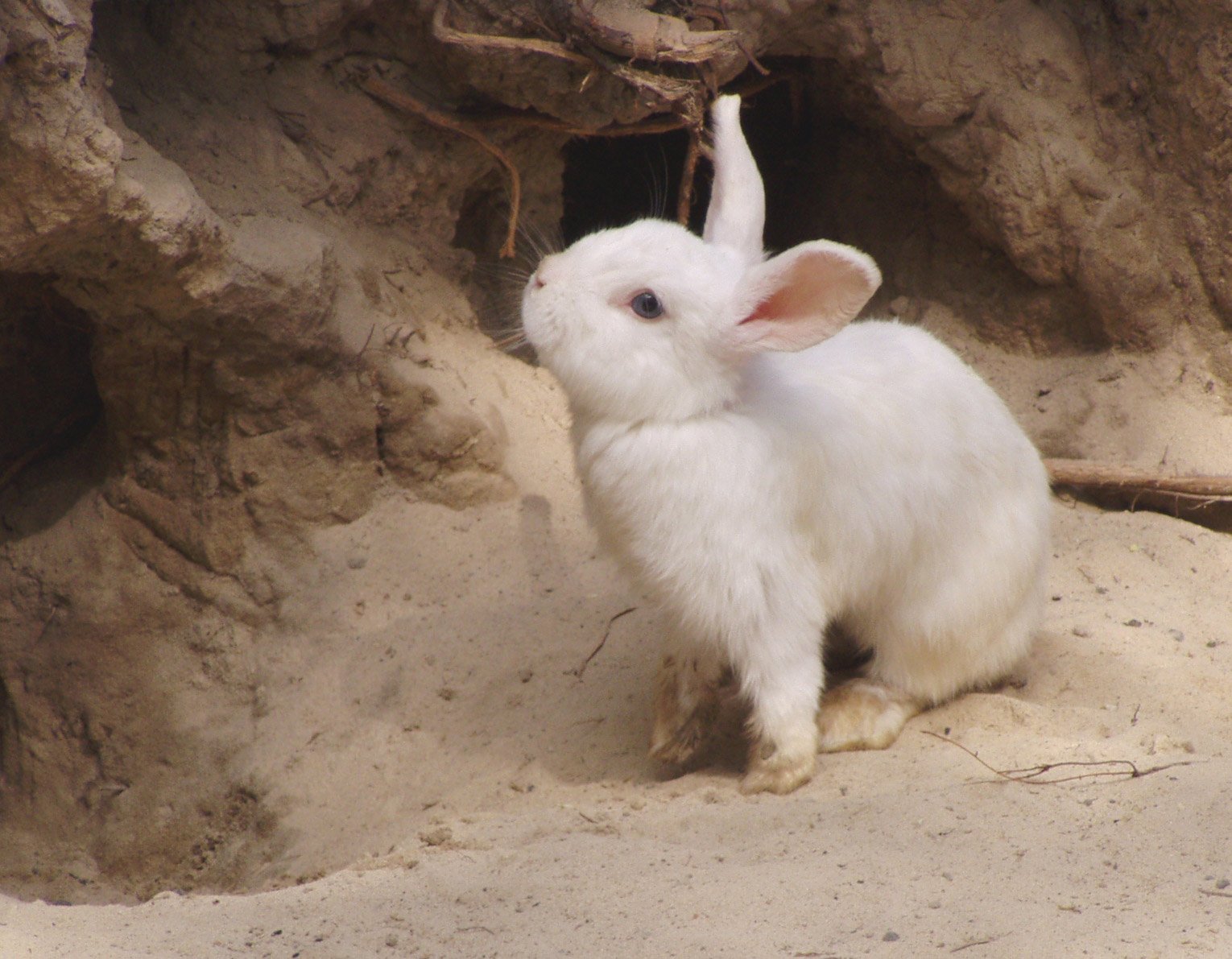 a small white bunny sitting by a cave