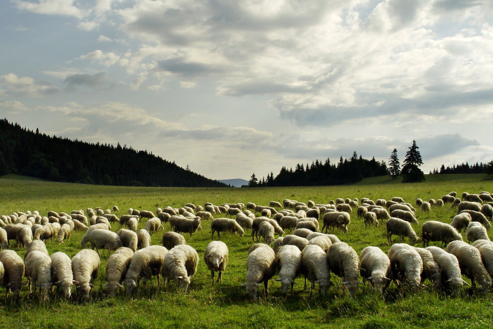 a herd of white sheep grazing on lush green grass