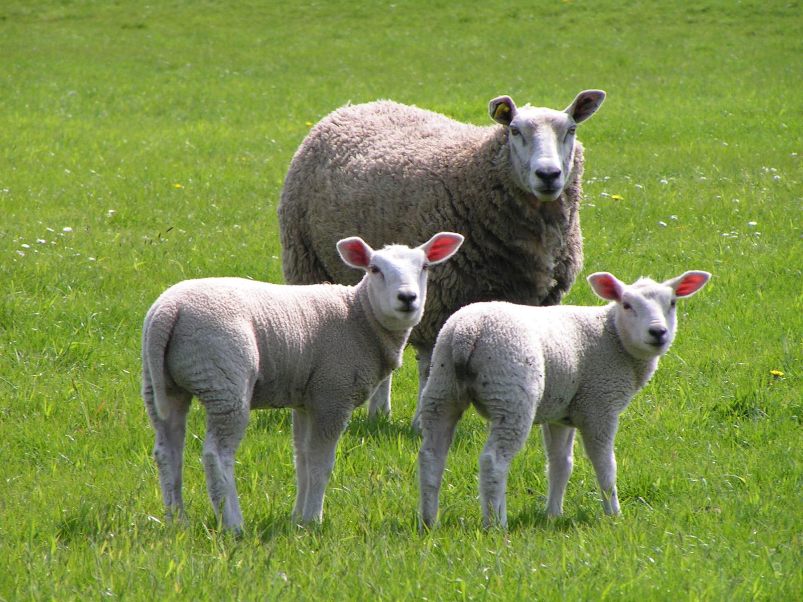 three baby lambs look on as a mother sheep stands beside them