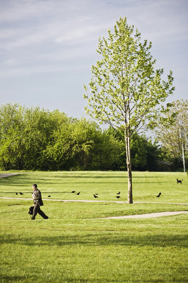 a man walking in the grass with birds flying about