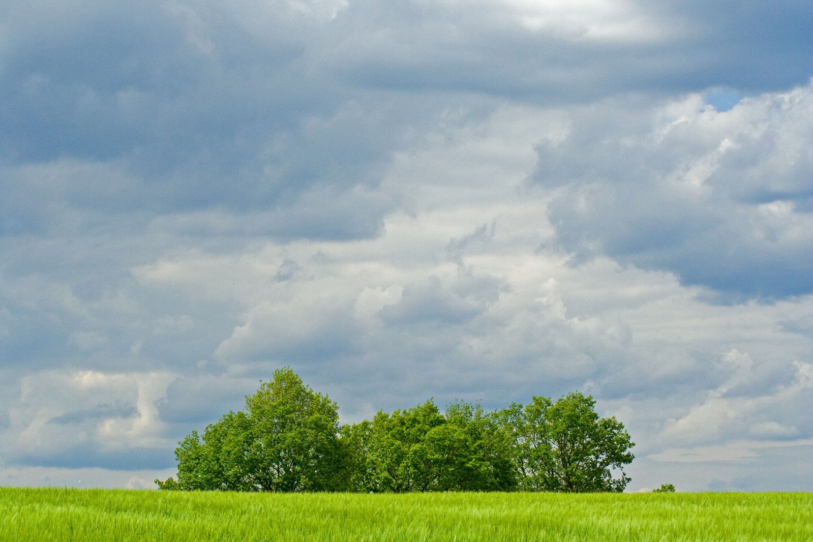 two single trees standing alone on a grassy field