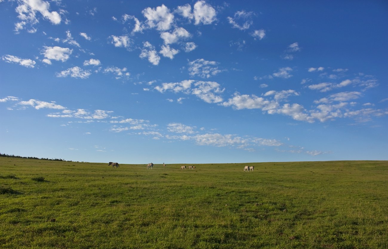 several horses on a lush green field under blue sky