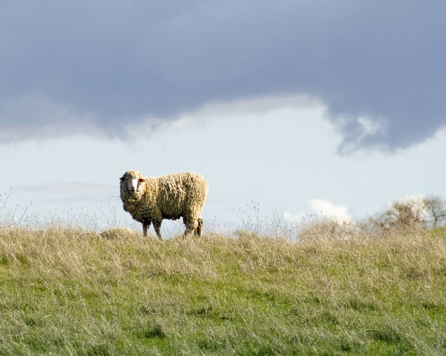 a sheep stands in a grassy field under a grey and cloudy sky