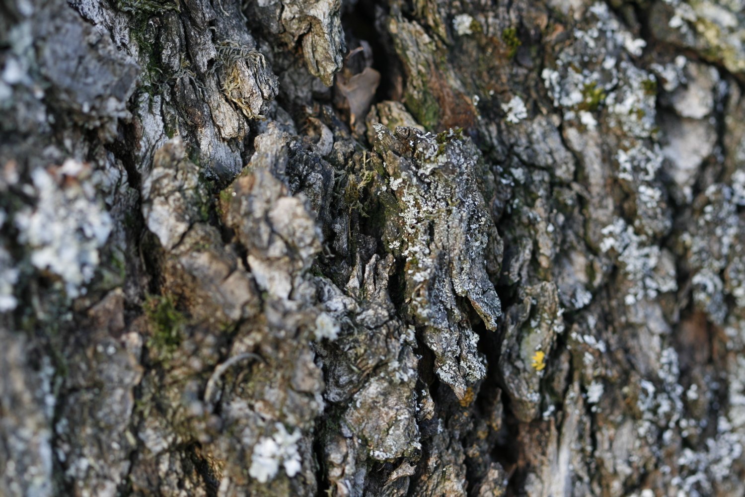 a squirrel hides in the bark of a tree