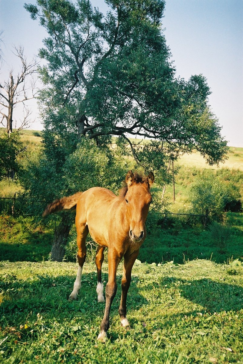 a horse is standing in the grass with a tree in the background