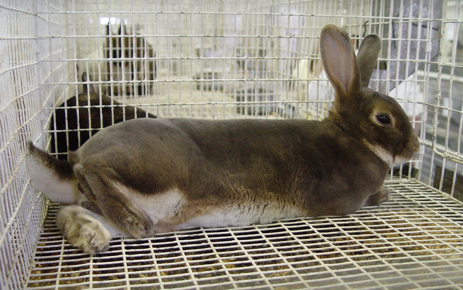 a rabbit sitting in a cage at a pet store
