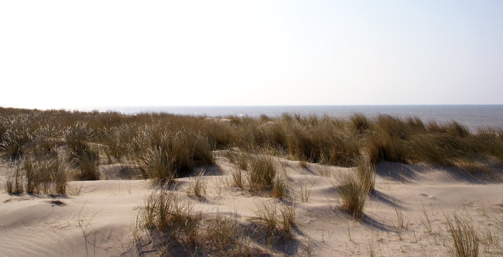 the sand dunes and plants are all along the beach