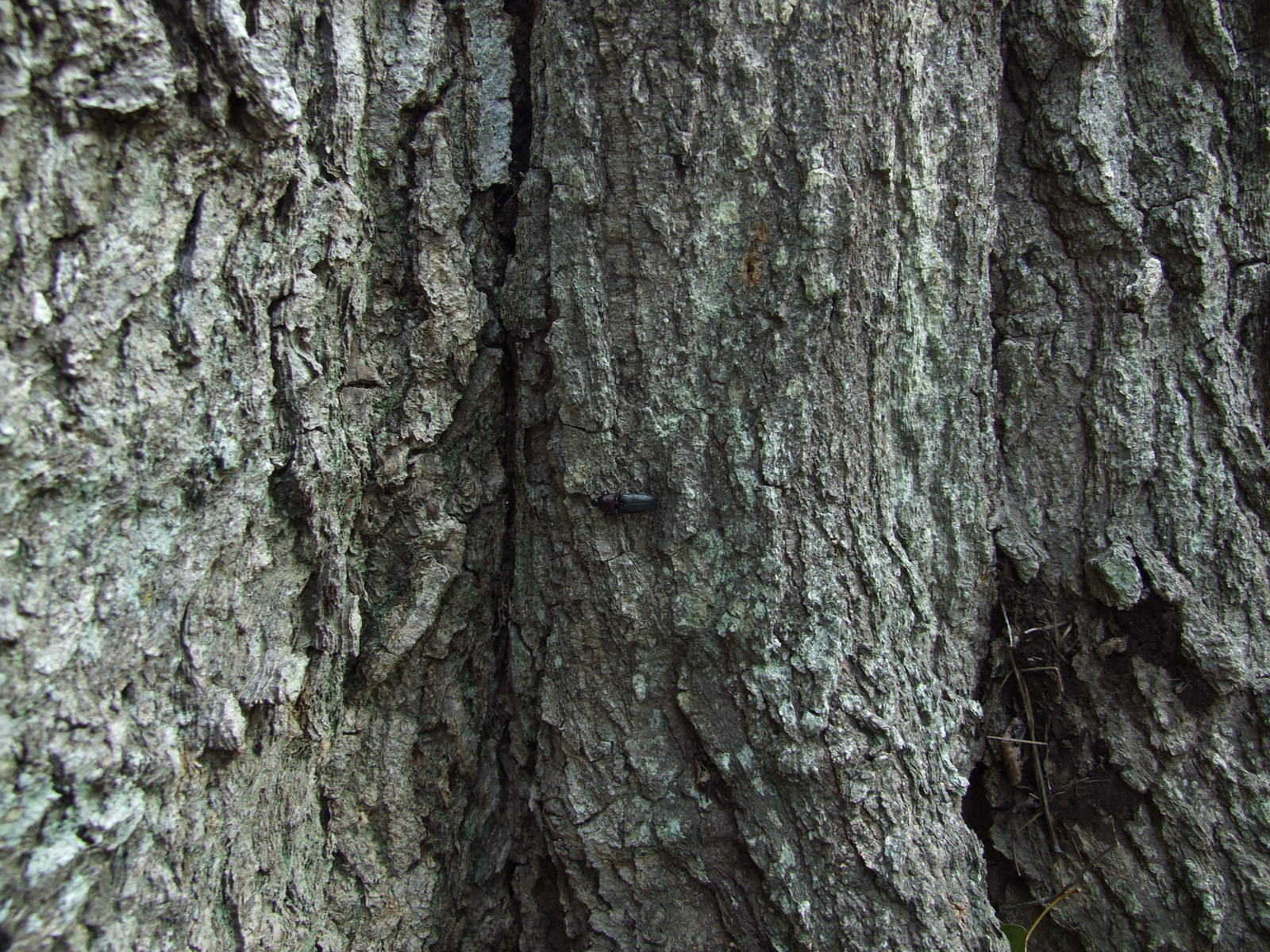 closeup of the bark of an old pine tree