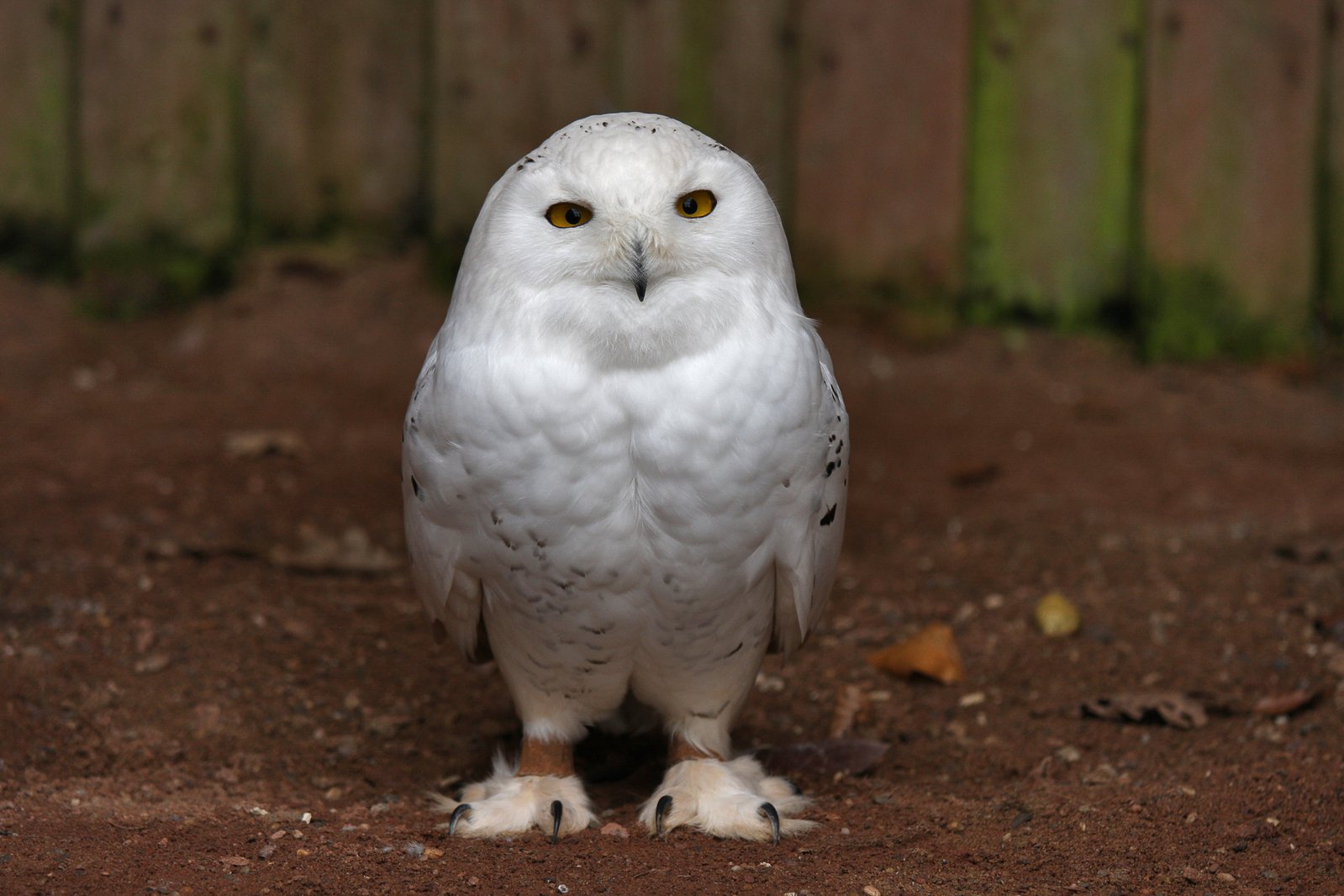 an owl is standing on dirt with its head turned