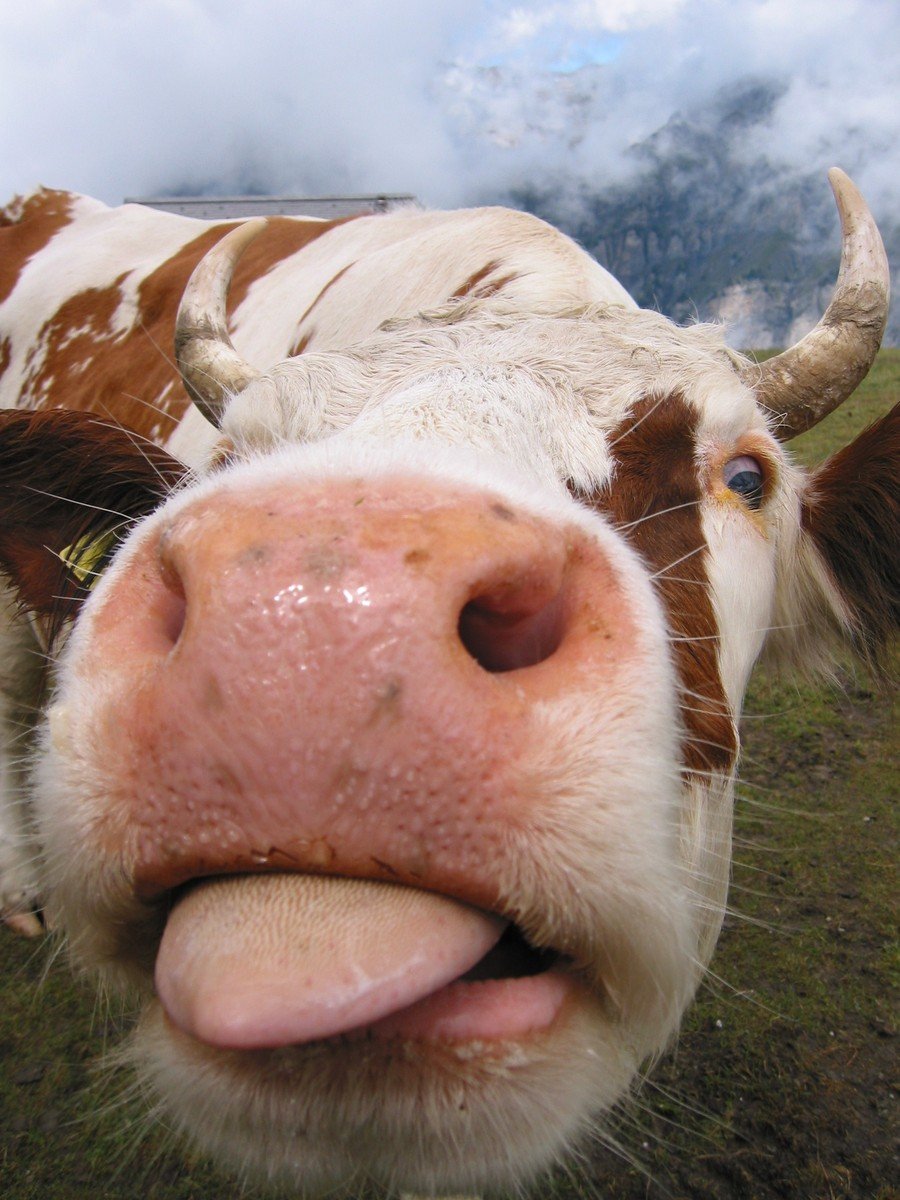 a close up view of a cow with the tongue out