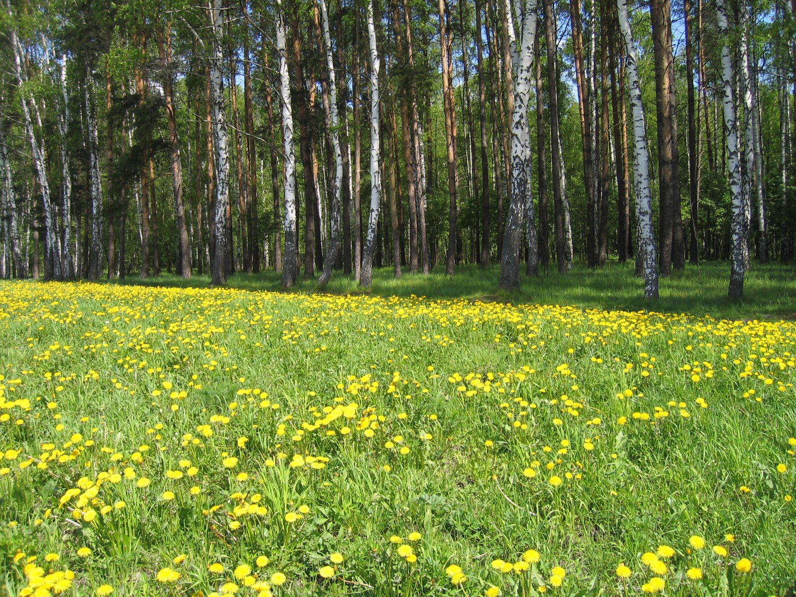 an open field of grass and flowers is surrounded by tall trees