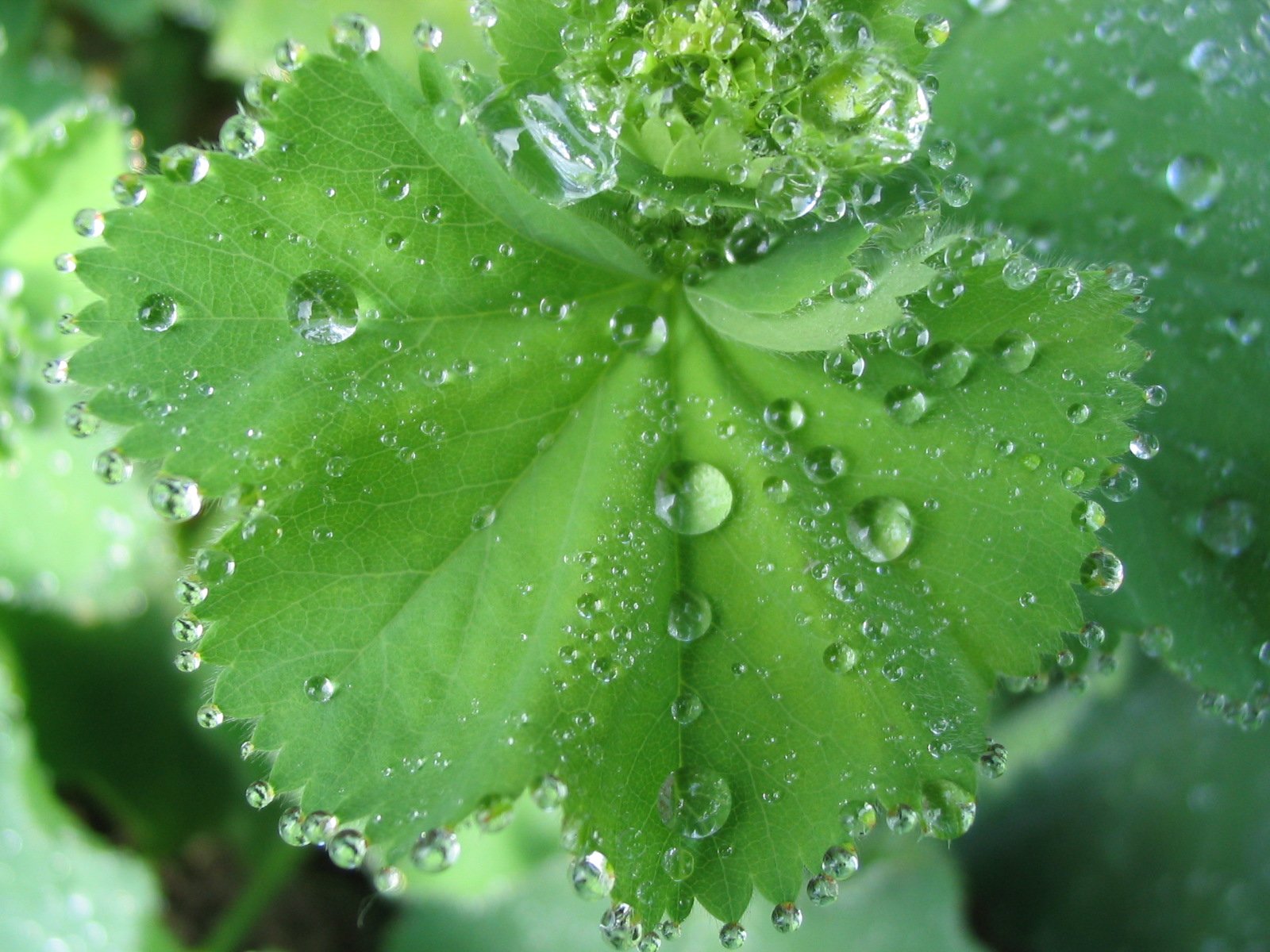 water droplets are covered on a green leaf