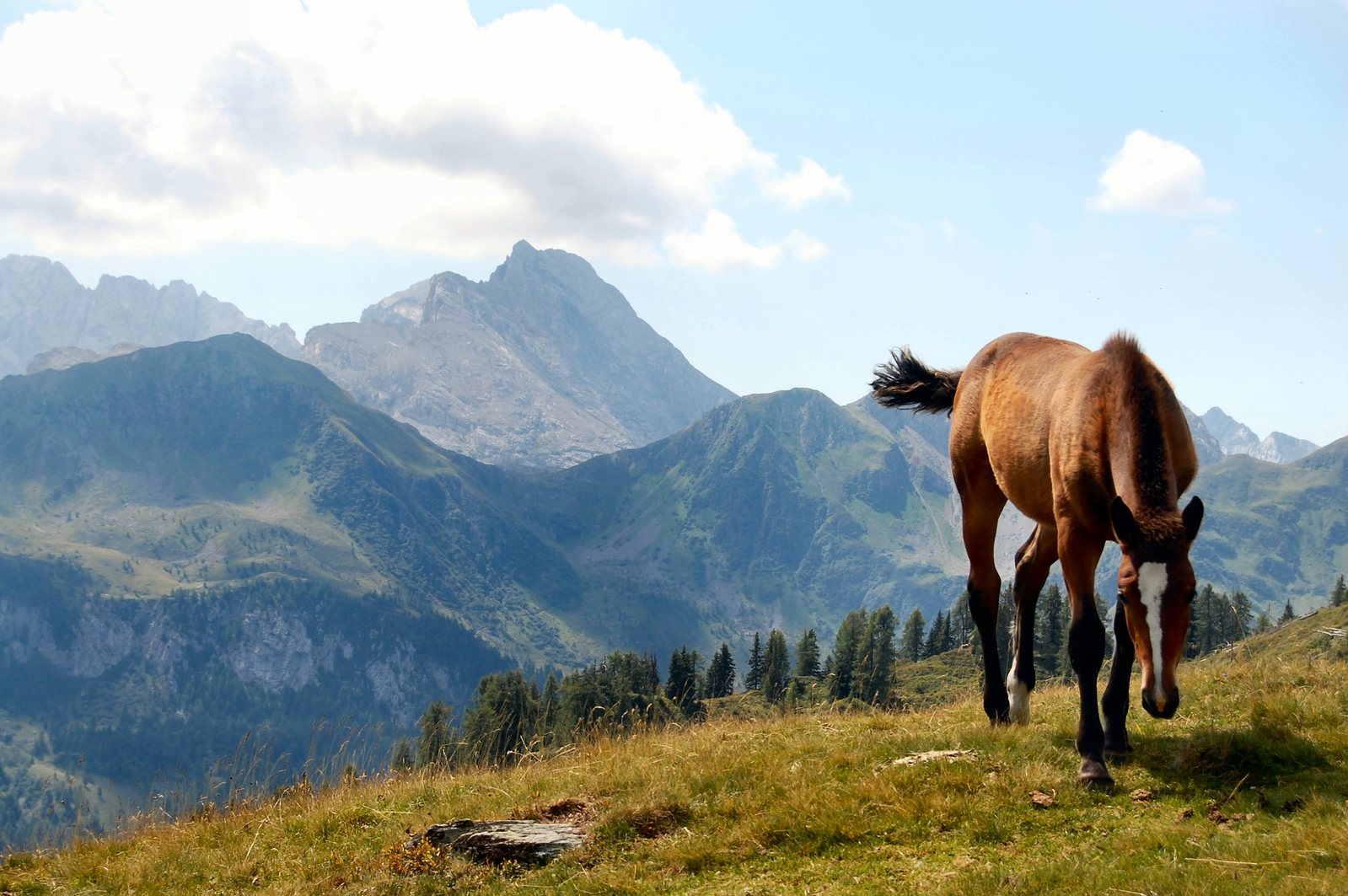 a horse grazes on a high grass covered hill