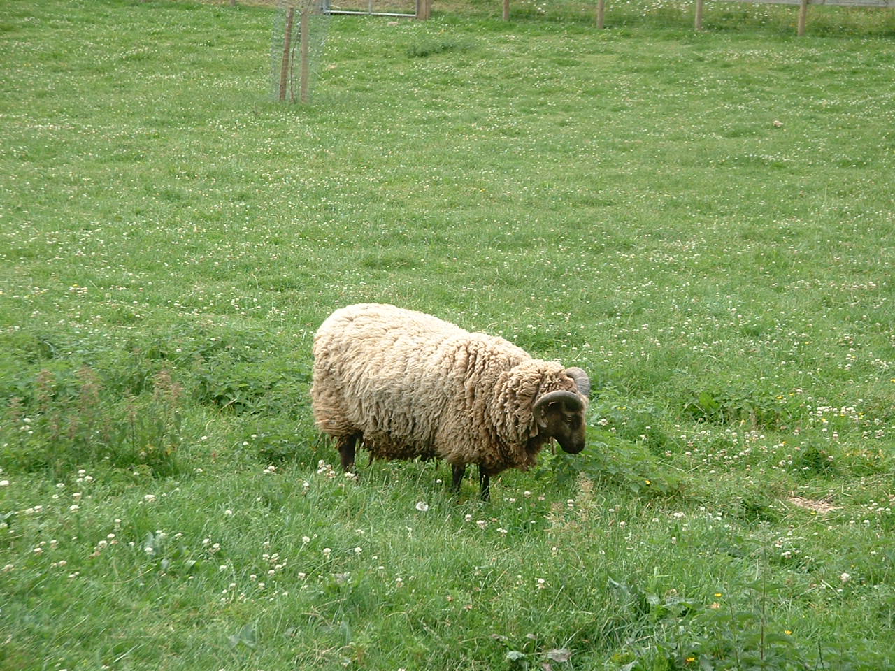 an animal walking through some green grass in the field