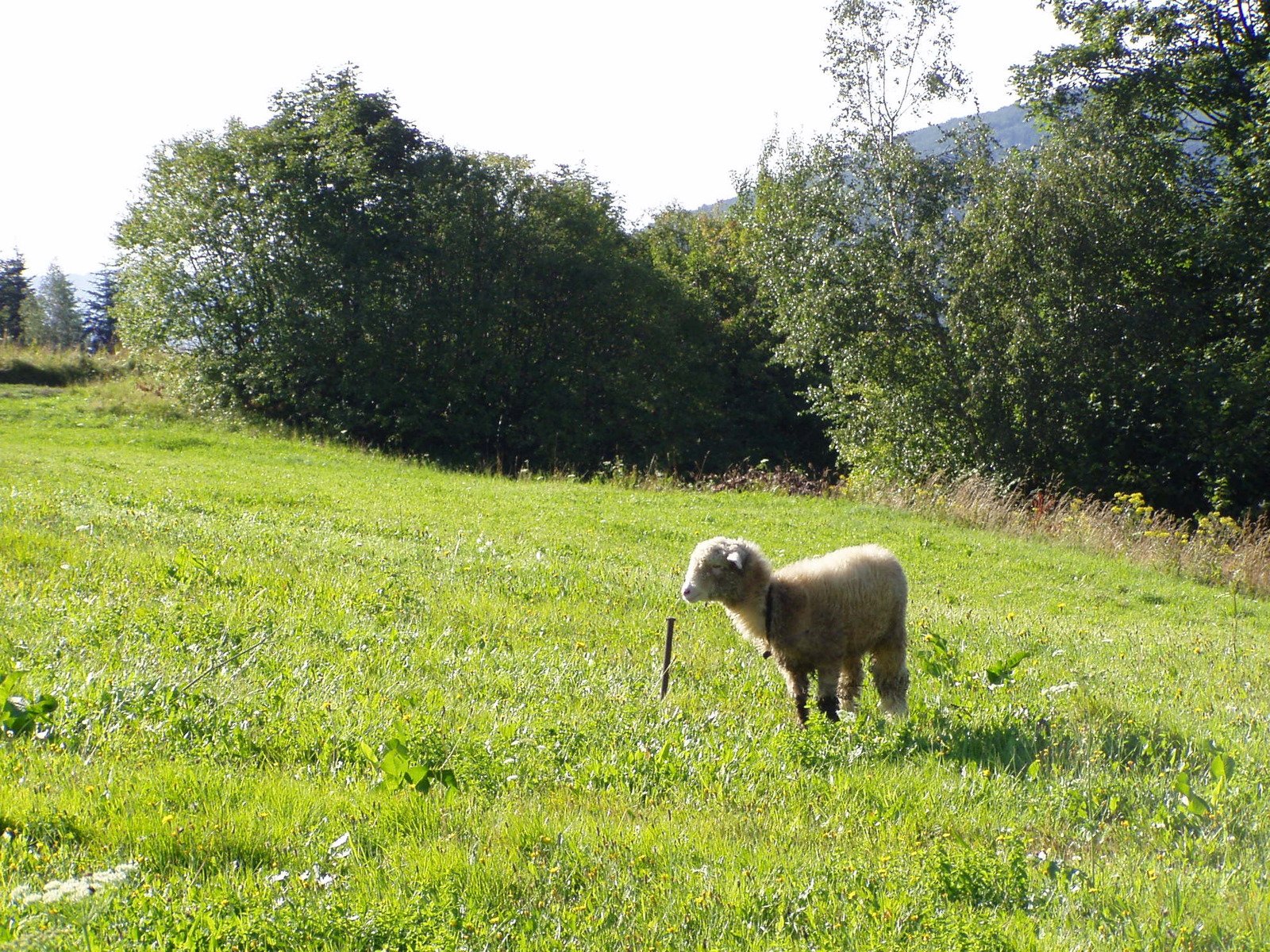 there is a sheep that is standing in the grass