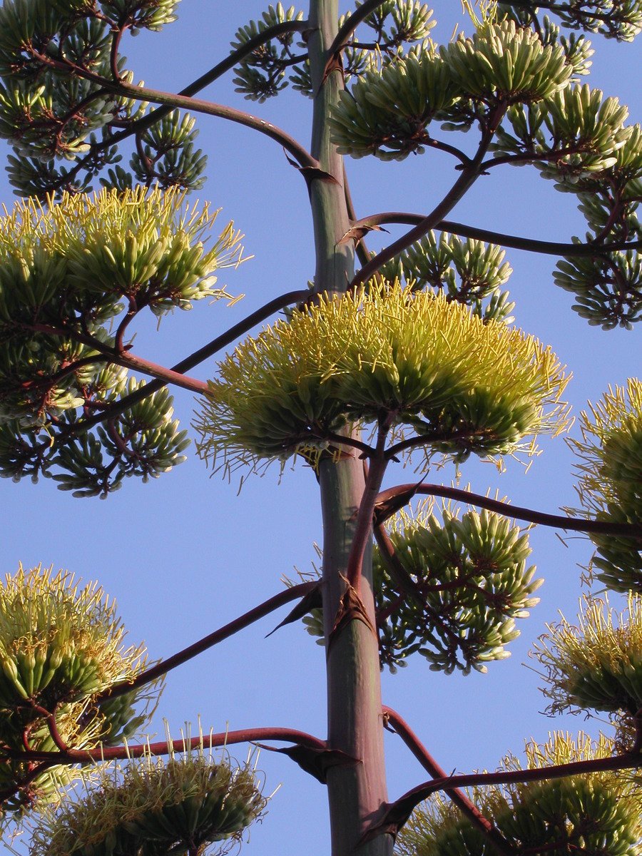 the leaves and nches of a pine tree are blooming