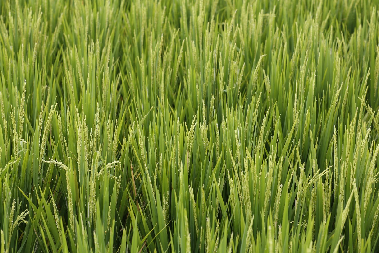 a close up of some grass plants in the daytime