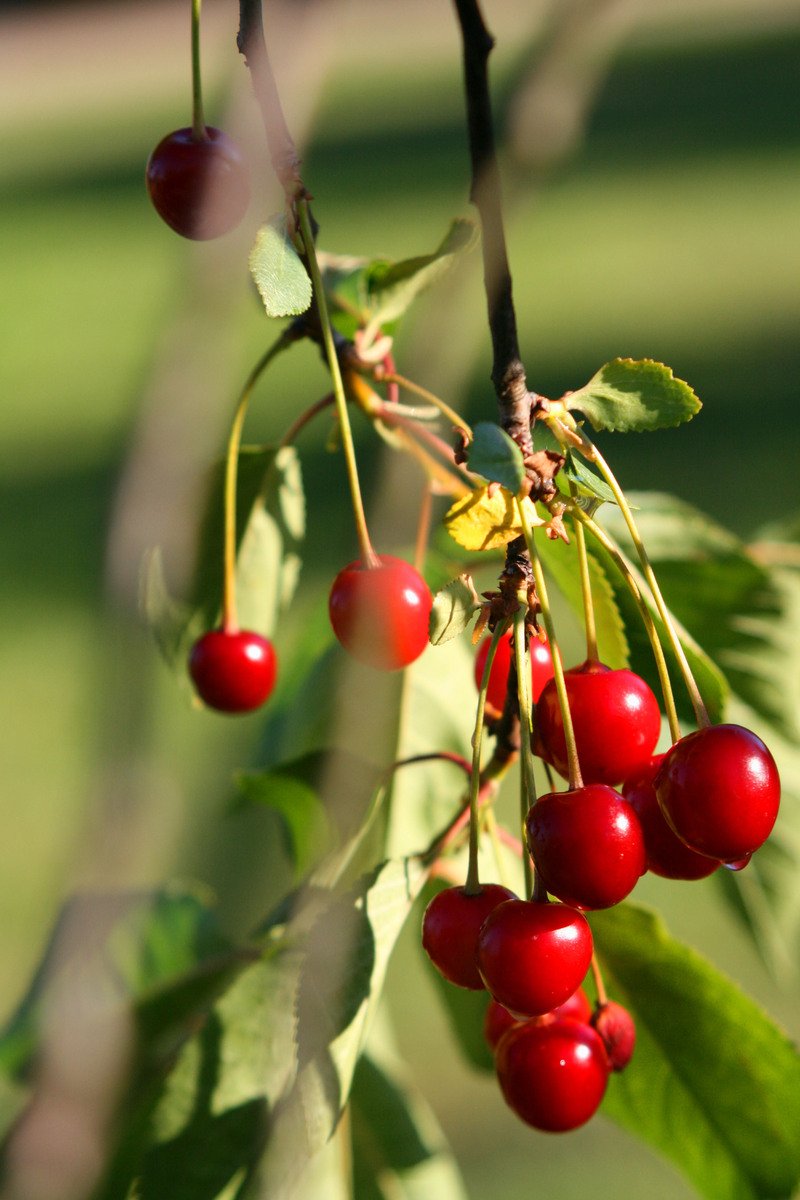 small red cherries growing on a tree in a field