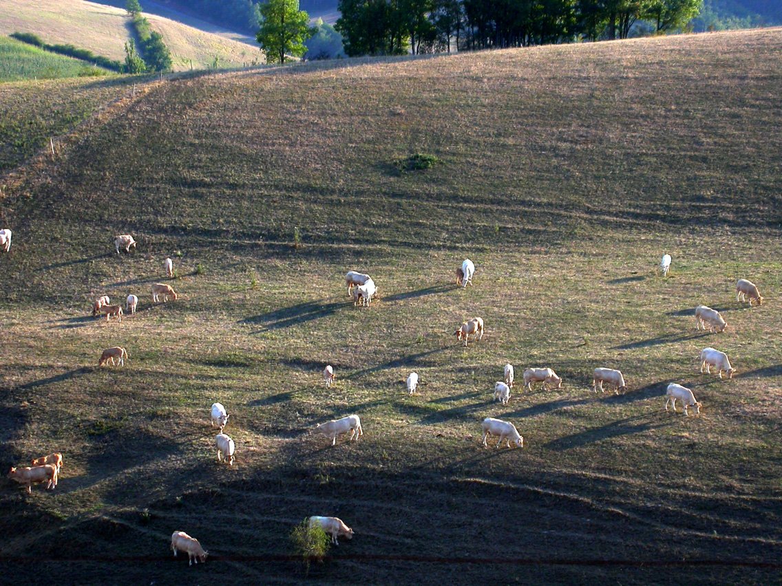 a herd of sheep grazing on grass on top of a hill