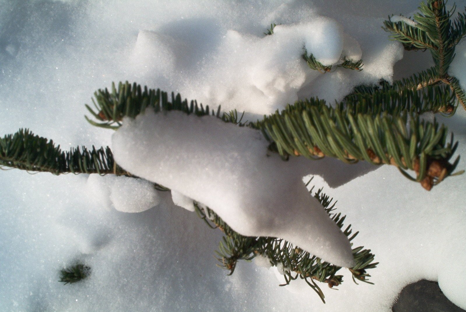 some pine nches covered in snow next to fir
