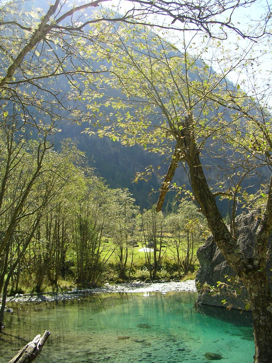 trees with green foliage in the background are next to a river