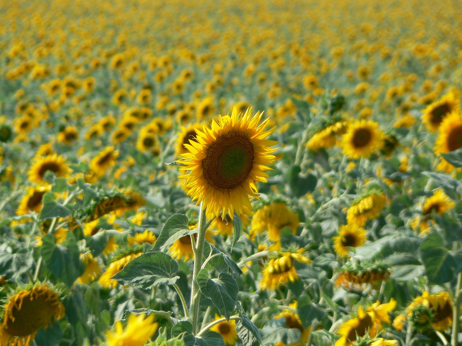 a field with lots of sunflowers in bloom