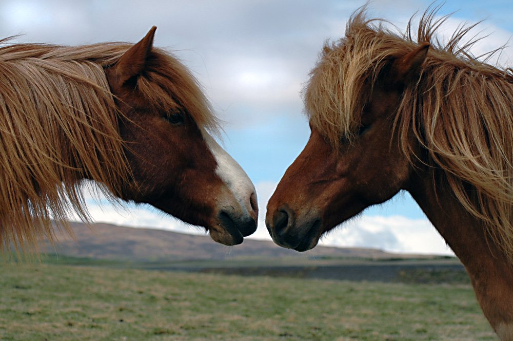 two brown horses are near each other