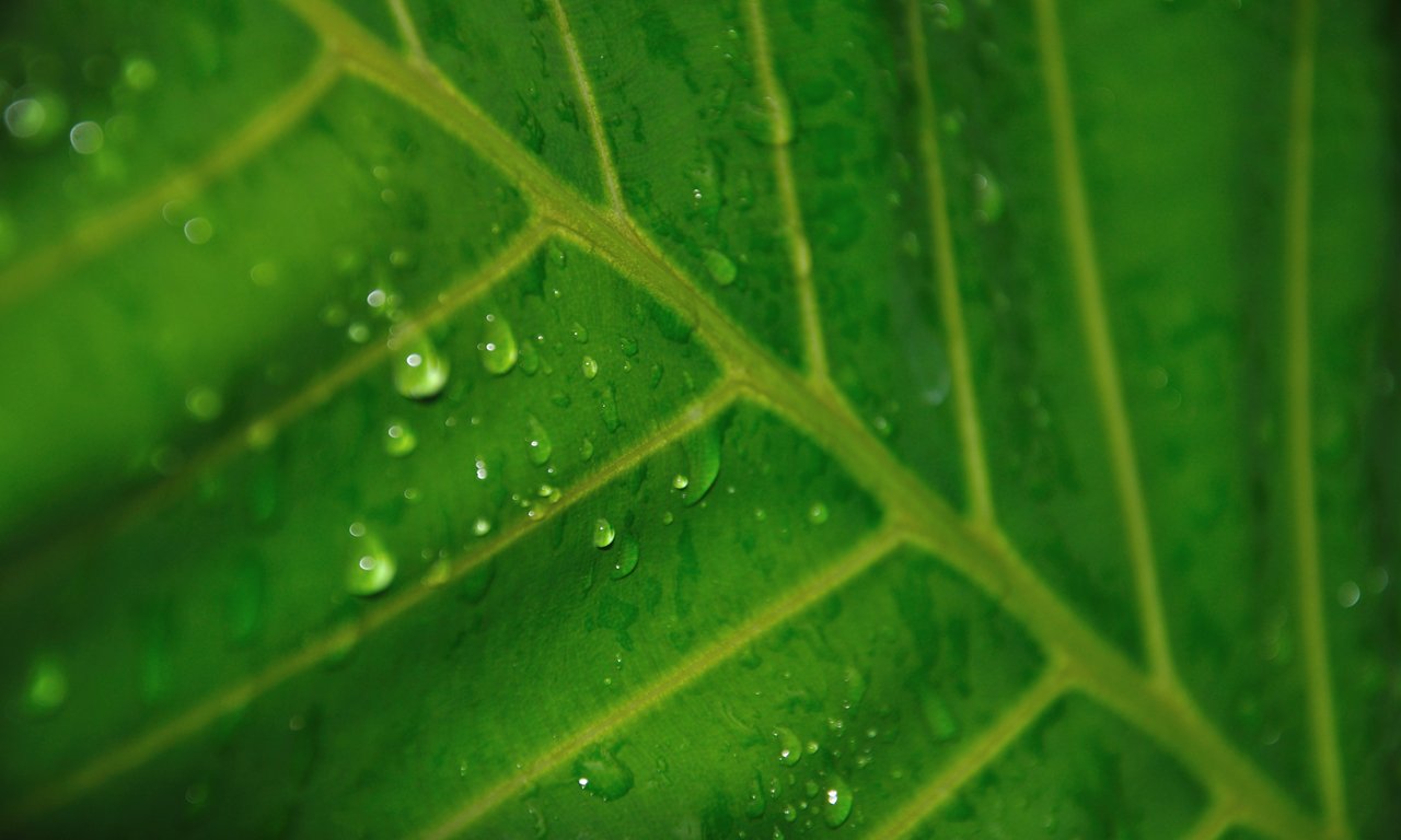 a close up po of a green leaf with water droplets