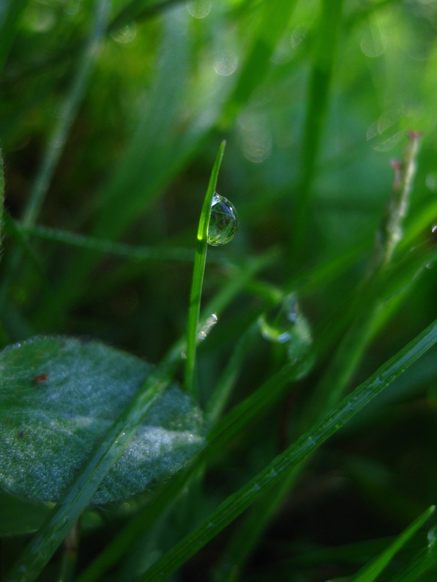 the dew is resting on a leaf of grass