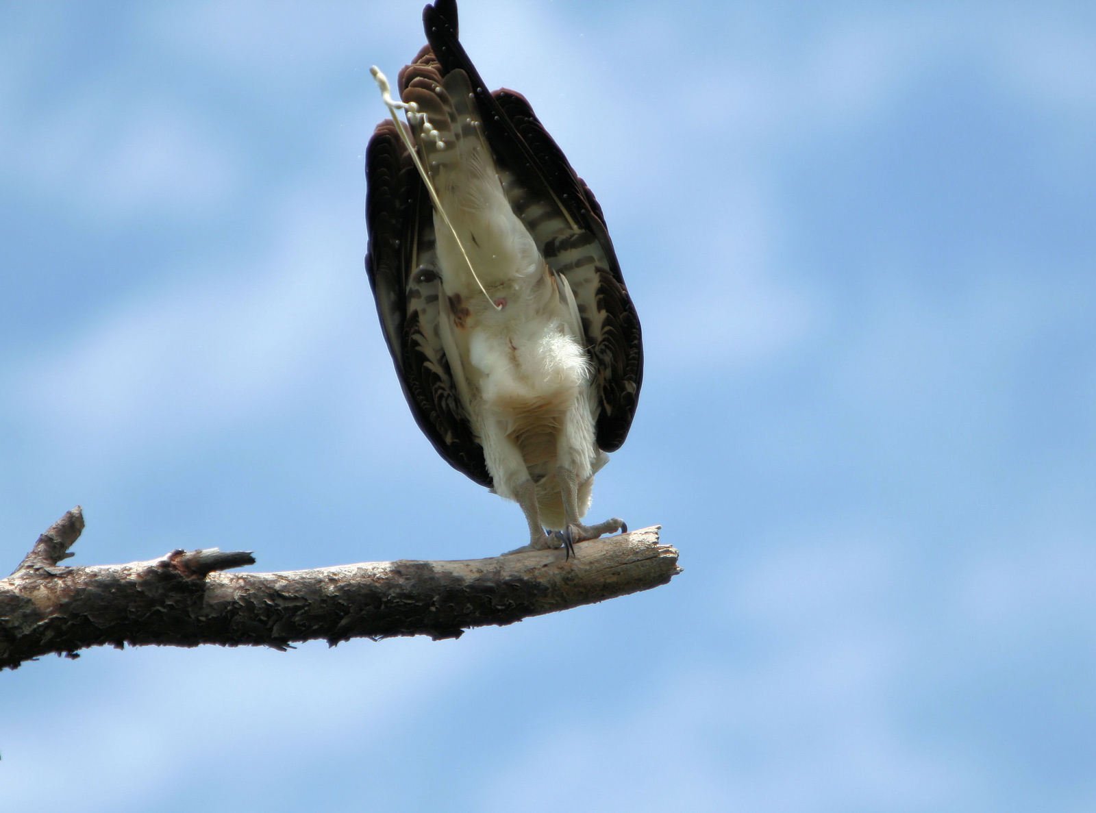 an ostrich perches on a thin tree limb