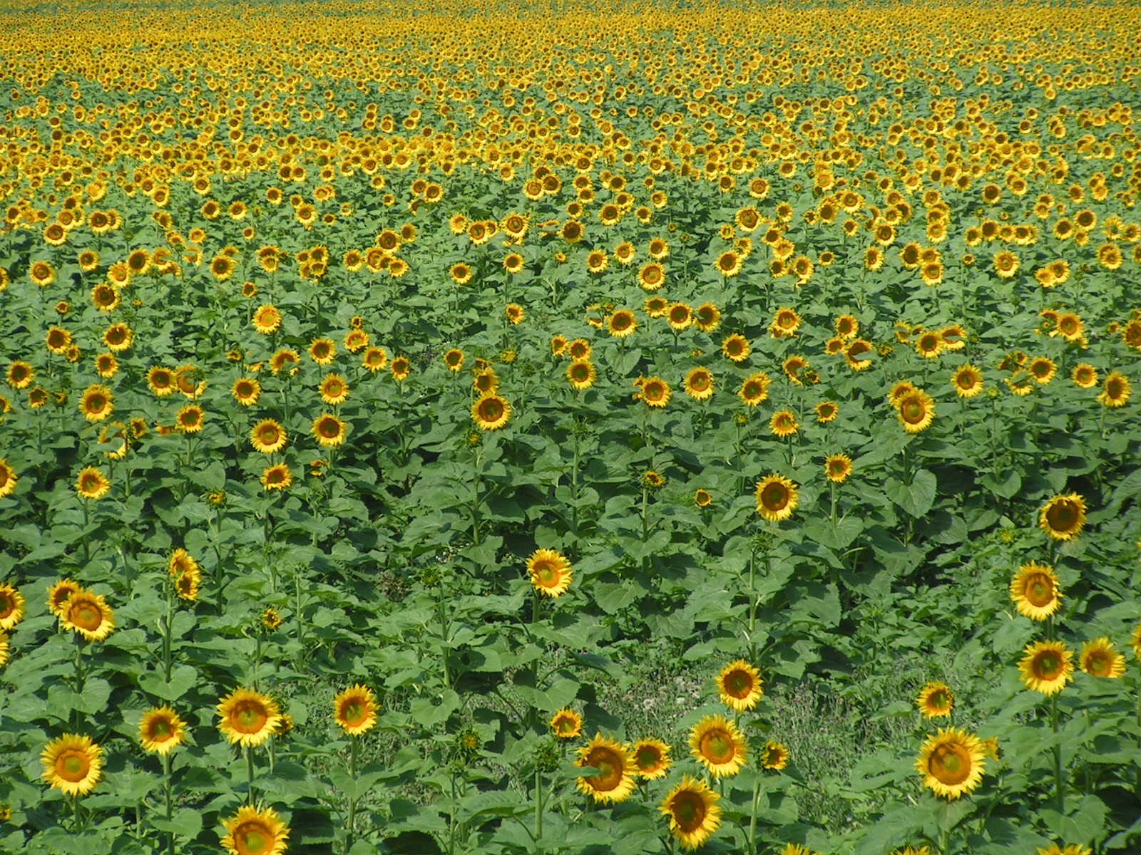 a large field filled with lots of yellow sunflowers