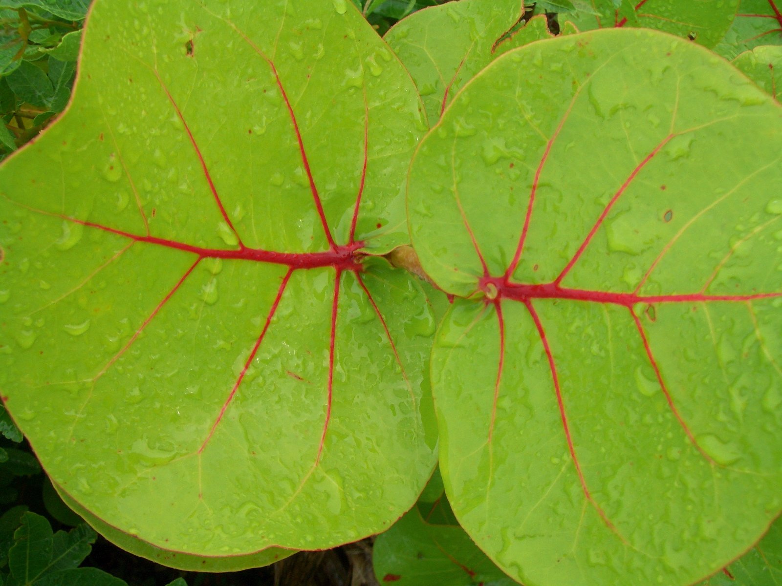 two leaf shapes with red stems on a green leaf