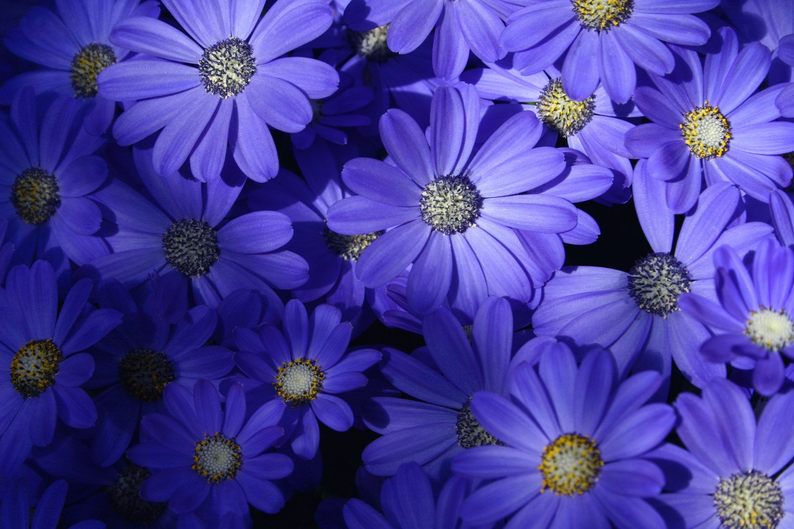 closeup of several purple flowers together