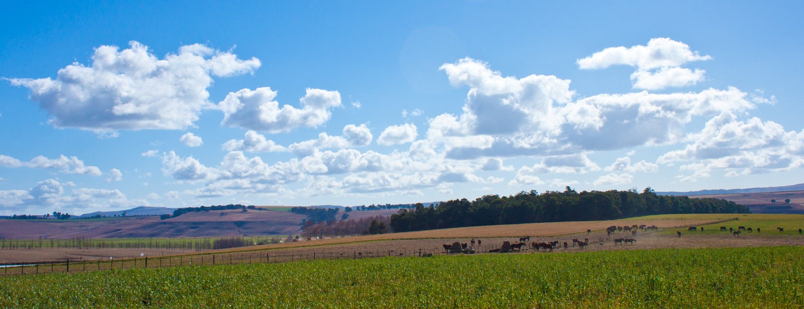 some animals on the grass are walking in front of a field