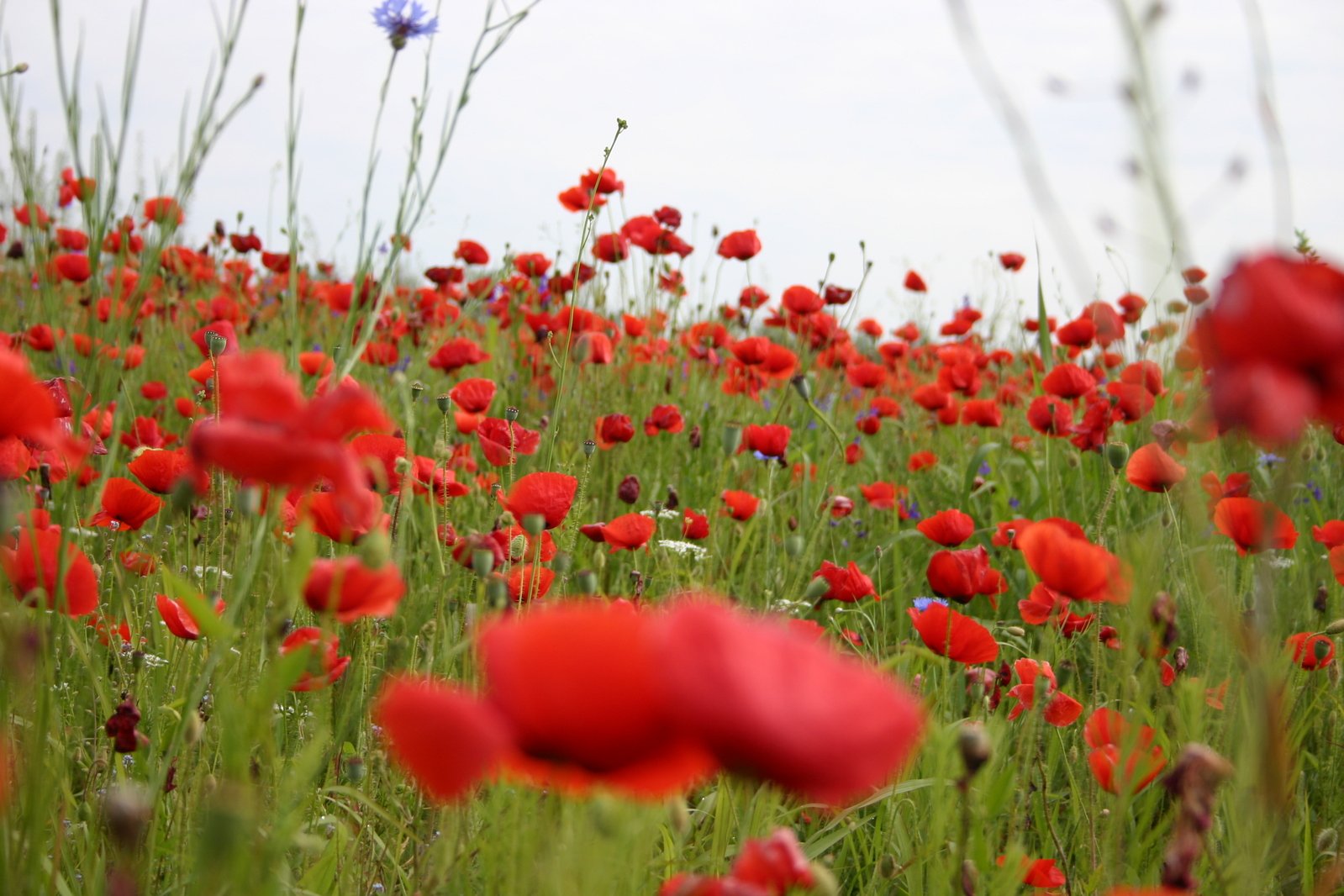 a field with many red flowers near one another