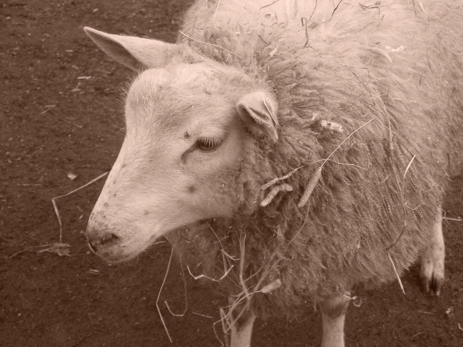 a close up view of a sheep with hay in its mouth
