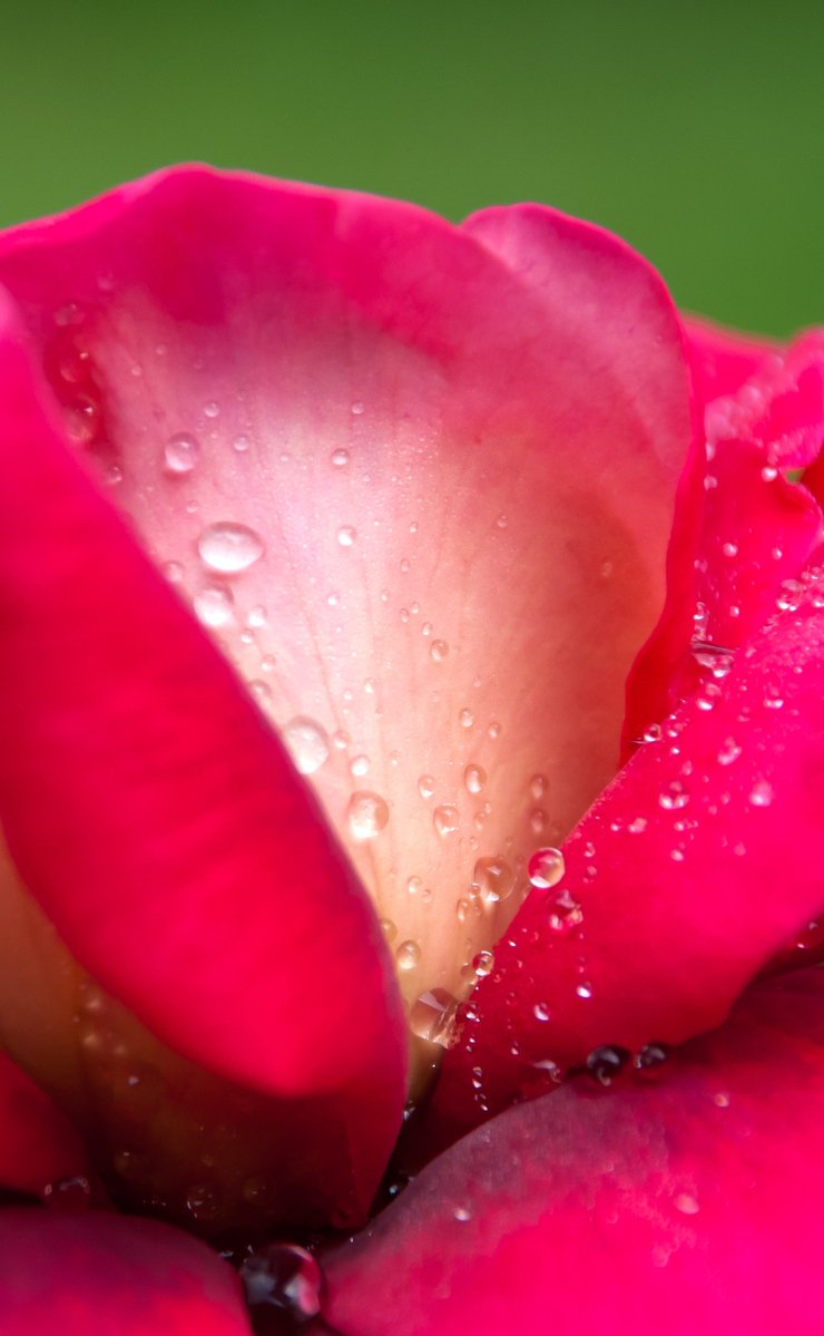a single pink flower that is being held in drops