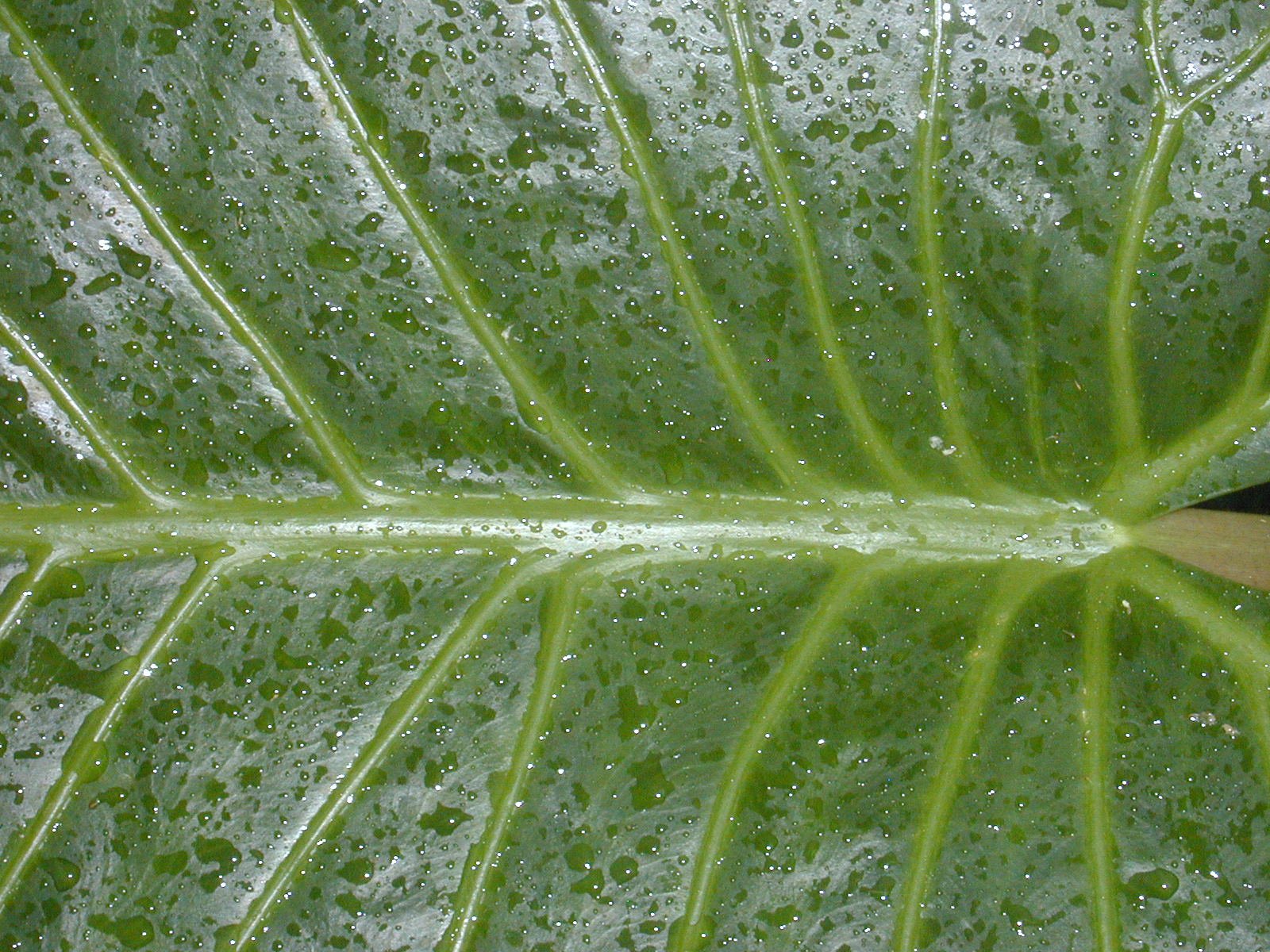 green leaf with water drops and a brown bird in the center