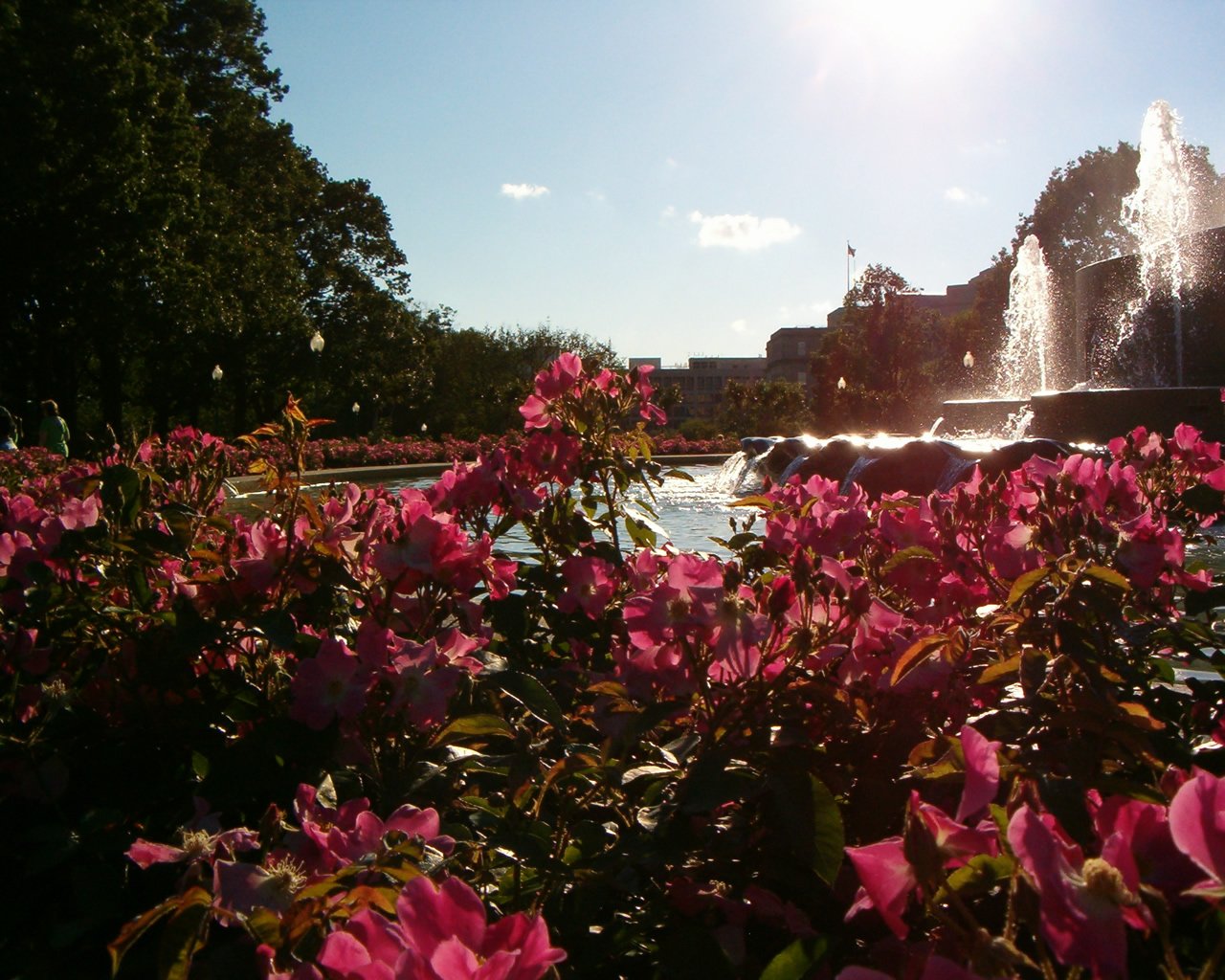 large fountain surrounded by beautiful purple flowers under the sun