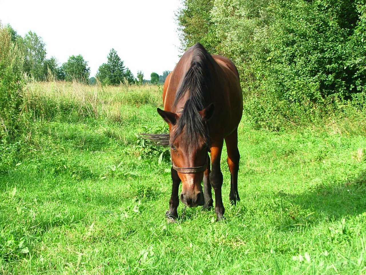 a brown horse in grassy area near trees