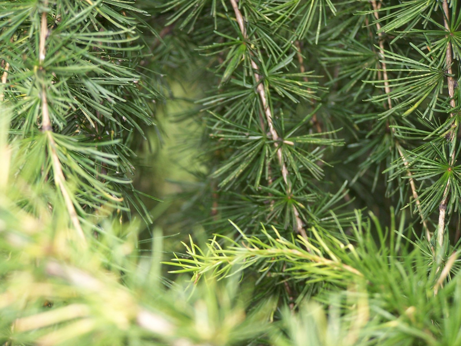 pine needles are growing in the leaves of a tree