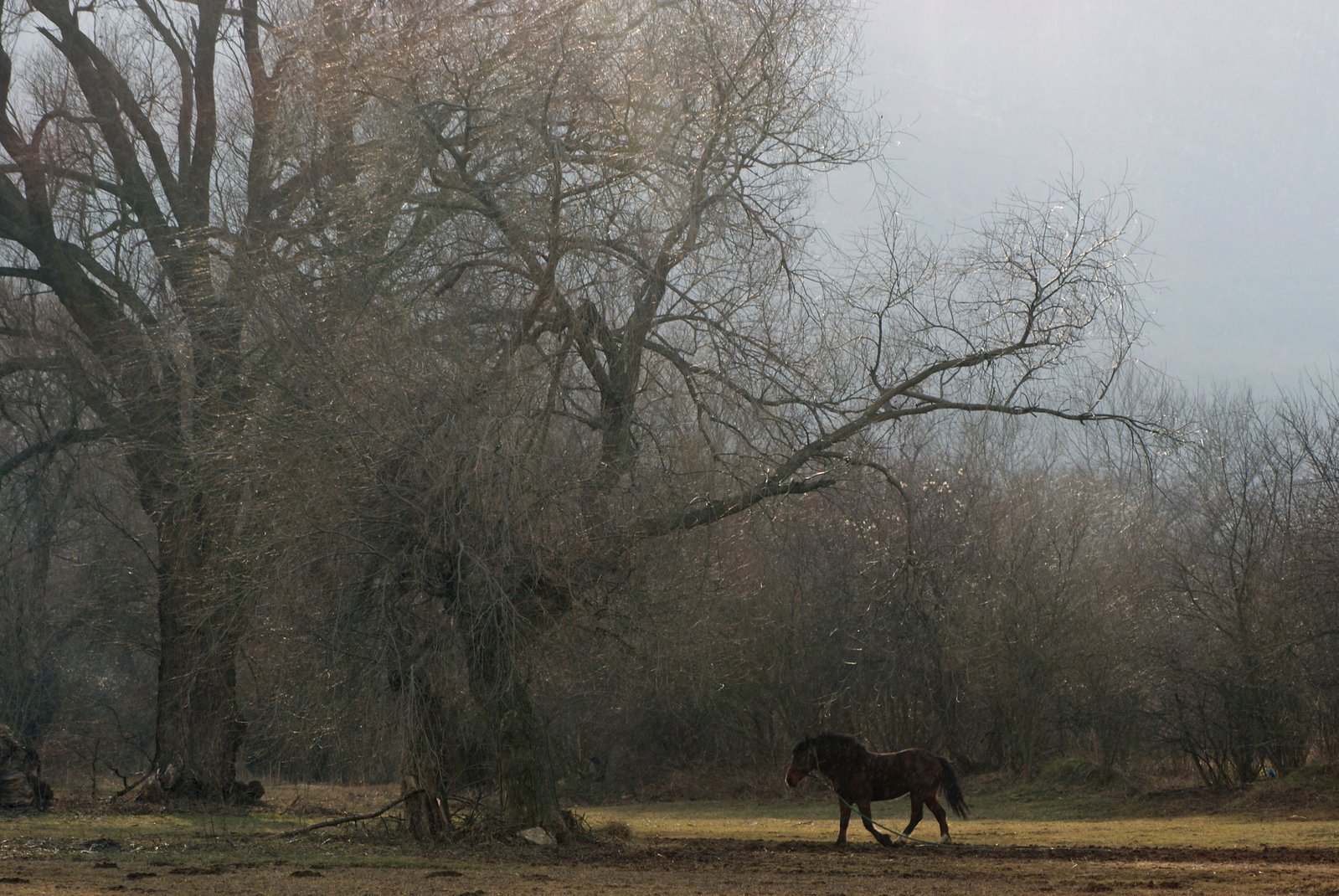 horse in the middle of a large field near many trees