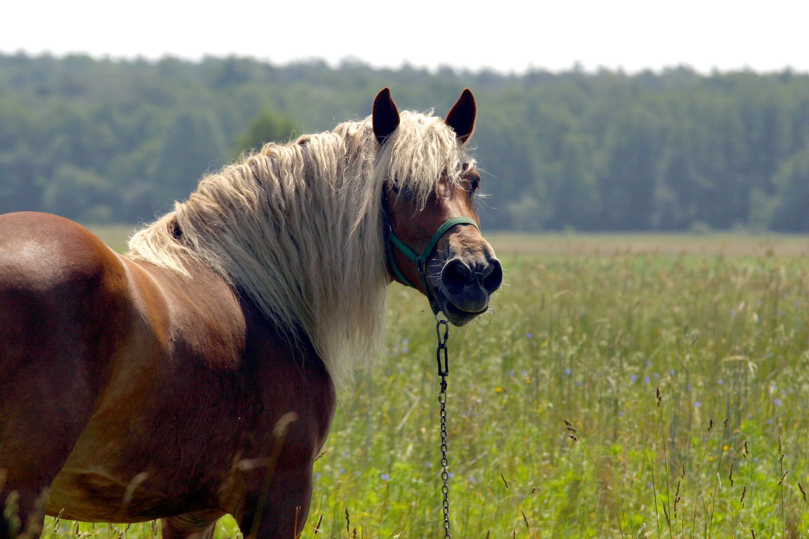 a horse with blonde hair standing in tall grass