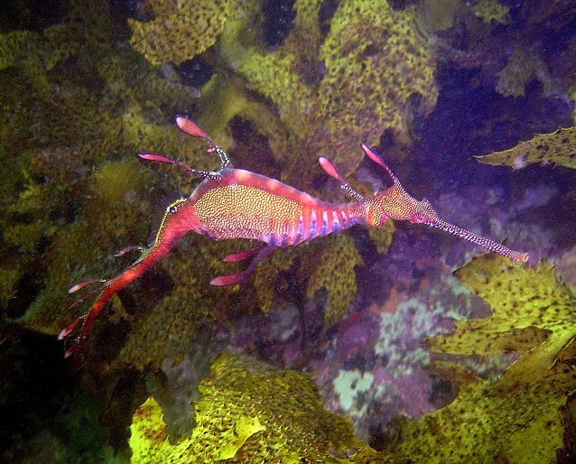 a large sea horse is swimming among corals